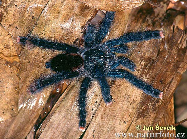 sklipkan--avicularia-metallica.jpg